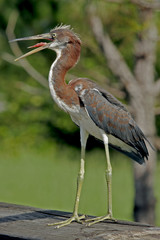 FISHING BLUE HERON