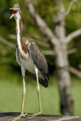 BIRD HUNTING