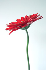 Gerbera