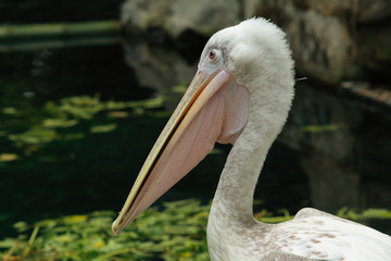 Pelican