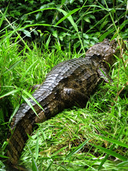 Costa Rica crocodile