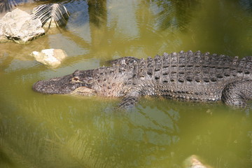 FLORIDA GATORS