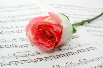 Pink rose on a musical sheet.