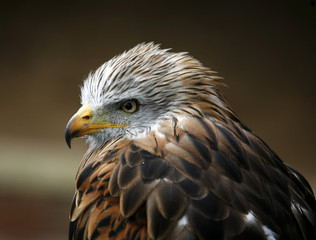 Red Kite