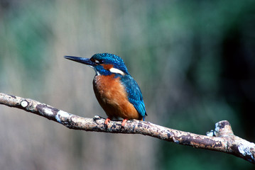 Kingfisher
