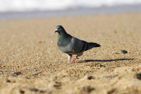pigeon sur la plage