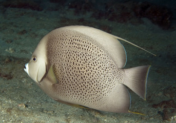 Gray Angelfish-Holocanthus arcuatus