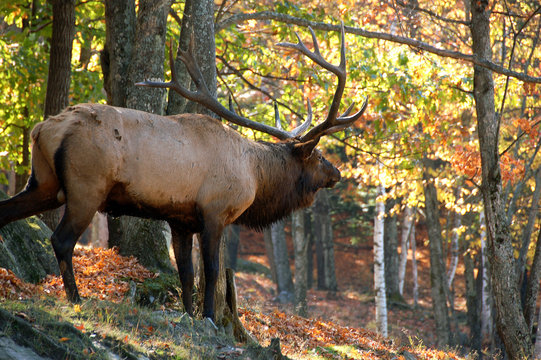 Elk (Cervus canadensis) in autumn