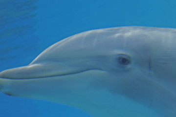 Fototapeta premium DOLPHIN UNDERWATER SMILE