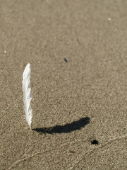 Feder im Sand