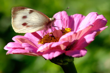 Kohlweißling auf Zinnie