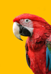 Green-Winged Macaw Isolated on Yellow