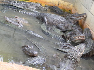 ALLIGATORS