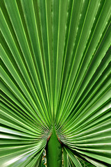 Exotic abstraction of Palm Leaves