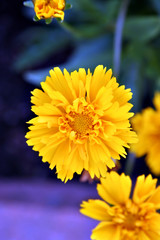 Obraz premium Yellow flower