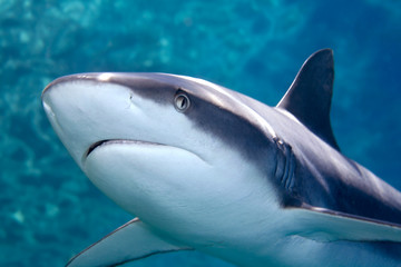 Fototapeta premium Grey whaler Shark