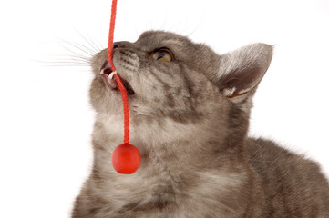 Katze