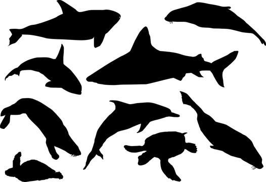 sea mammal silhouettes collection