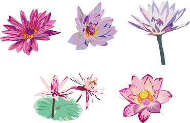 collection of lotus