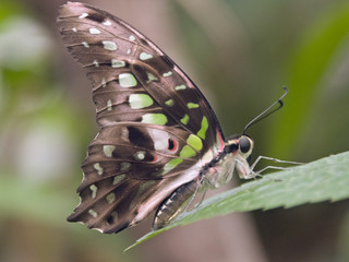 Fototapeta na wymiar Motyl