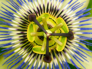 Fleur de passion