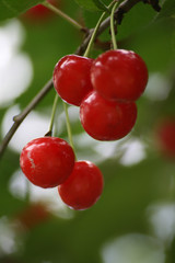 cerises sur arbre