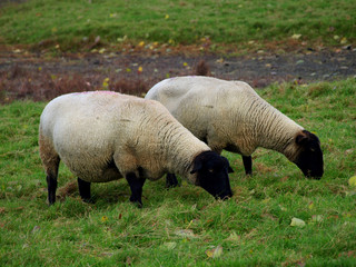 Obraz premium moutons par deux