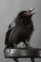 black raven - 4907440