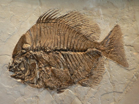 Fischfossil