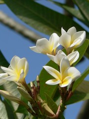 Mauritius - Tropische Blumen 01