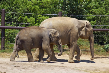 Elephants Walking