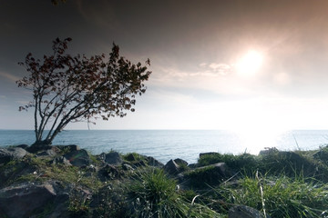 Tree and sunrise by the sea  This phote make in Balaton(Hungary)