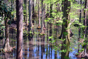 cypress swamp