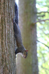 squirrel in tree