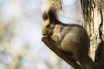 Squirrel 2