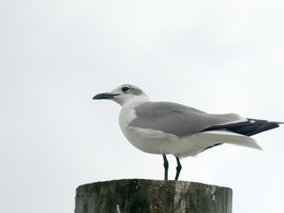 Sea gull at rest on a piling