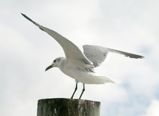 Sea gull taking off or landing on a piling