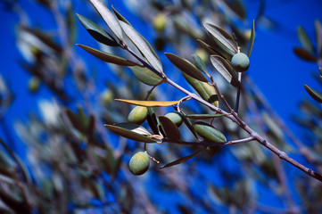 OLIVES 2