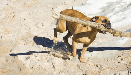 Boxer dog at the beach.