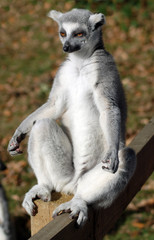 Lemurs sitting pretty