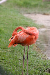 FLAMINGO