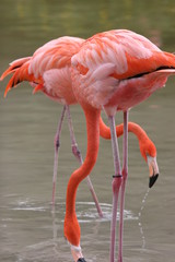 PINK FLAMINGO