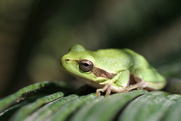 Green Tree Frog