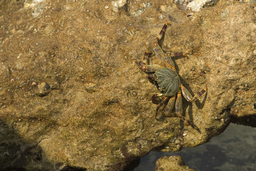 Crab at mission rock