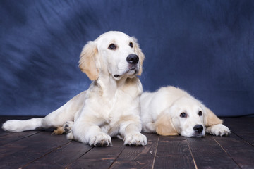 Puppies Golden Retriever