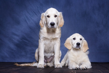 Portrait of two puppies Golden Retriever posing for family photo