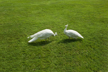 Two white peacocks