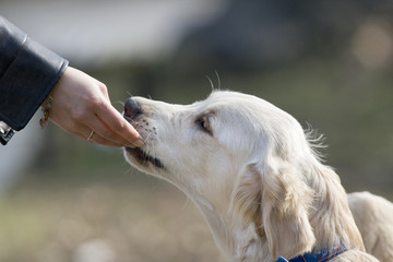 Woman's hand touching the dog's mouth