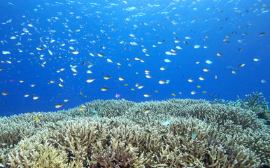 Tropical Fish and Corals on the Reef