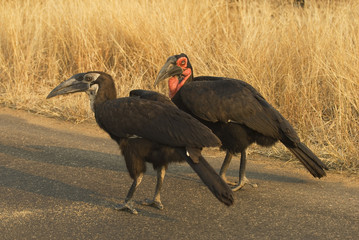 Ground hornbill with youngster
